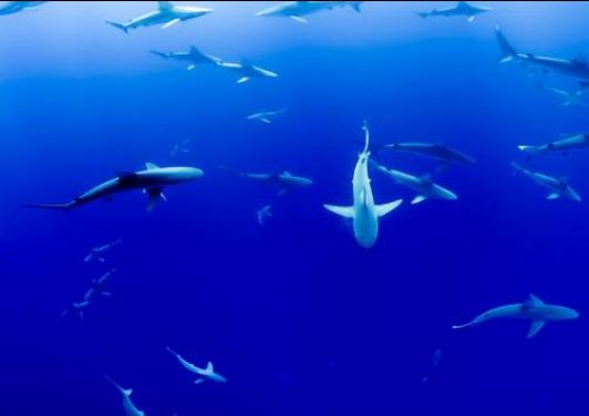 Representative image of sharks in the ocean