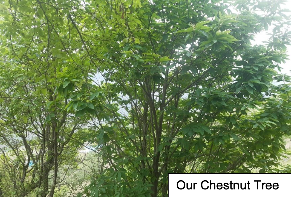 Chestnut tree