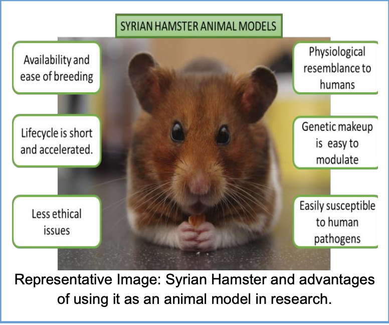 Representative Image: Syrian Hamster and advantages of using it as an animal model in research.