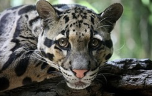 Clouded Leopard Image credits: Wikipedia