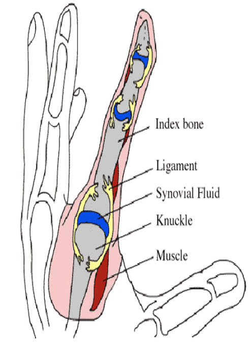 Synovial Fluid in the joints Image Source: John Spear