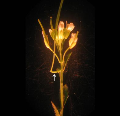 Cantils (arrow) in Arabidopsis thaliana Image Credits: Timothy E.Gookin & Sarah M.Assmann/ Development Journal, 2021