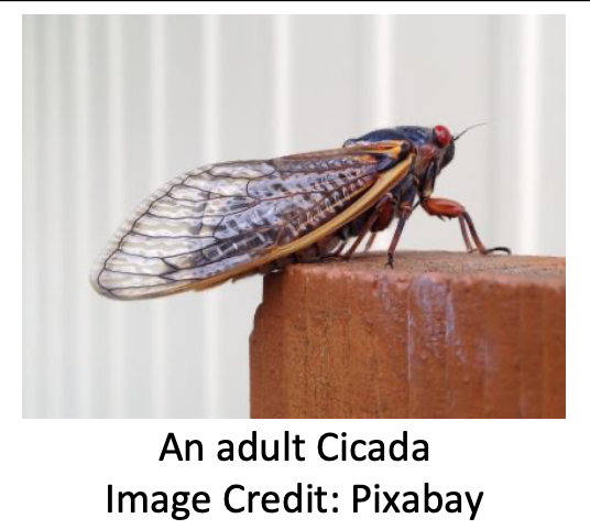 An adult Cicada Image Credit: Pixabay