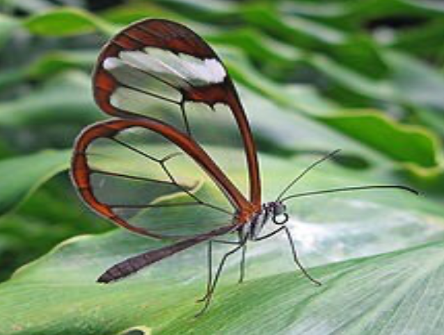 Glasswing butterfly Image Credits: Wikipedia