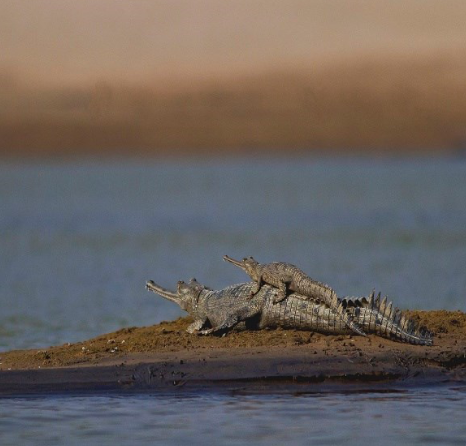 Gharial with young hatchling Image credits: Wikipedia