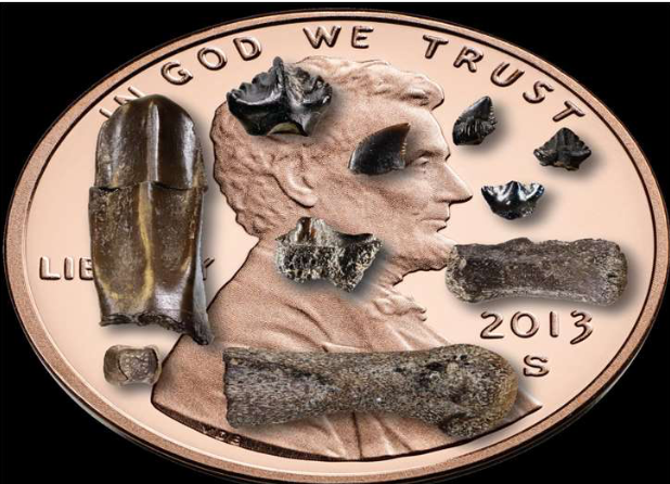 Perinatal (baby) dinosaur bones and teeth from the Prince Creek Formation, N.Alaska (penny is 19mm in diameter) Image credits: Patrick Druckenmiller