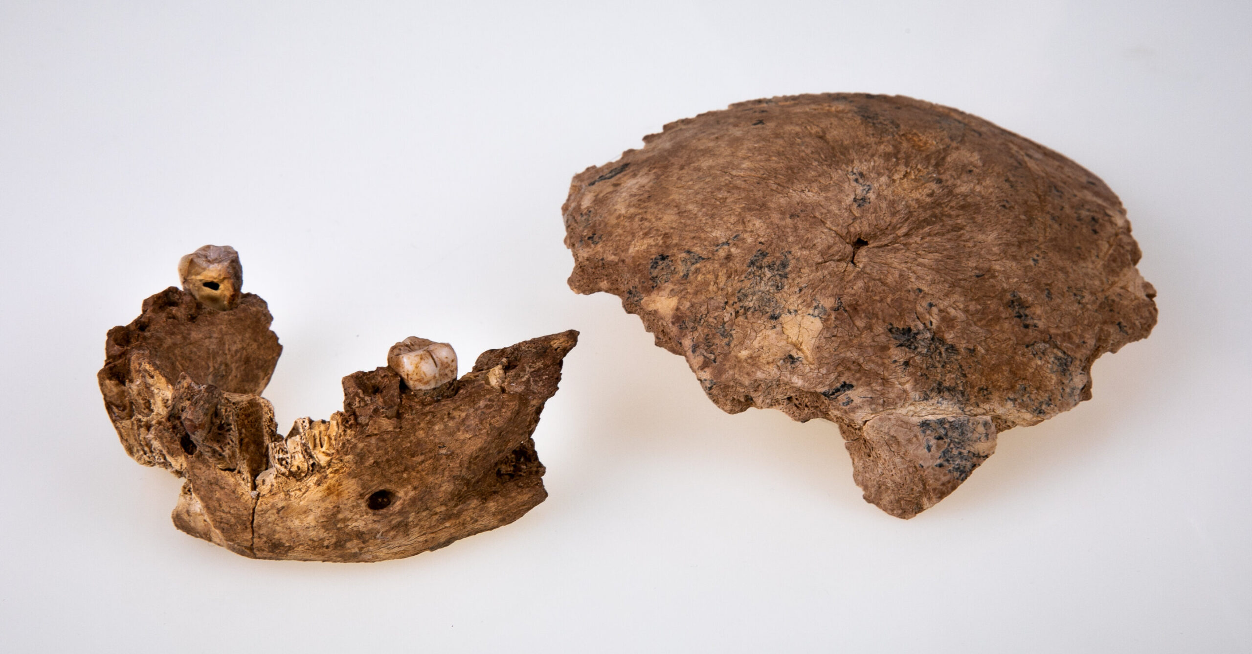 Image of the pieces of skull that has been found Image credits: Avi Levin and Ilan Theiler, Sackler Faculty of Medicine, Tel Aviv University