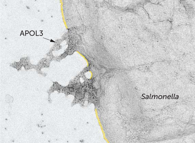 Image of second news article from R.G. GAUDET ET AL/SCIENCE 2021