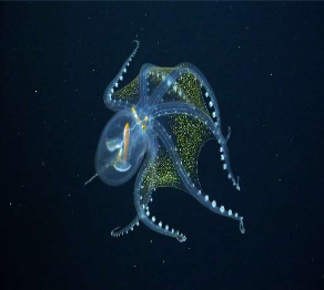 Image caption: Glass Octopus Credits: www.schmidtocean.org