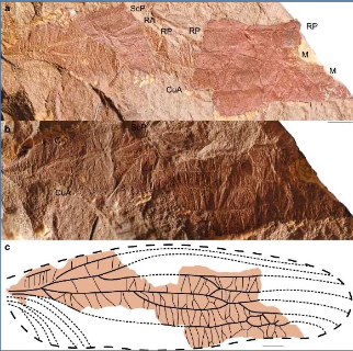 The imprint of the fossil (top 2) with the reconstruction of wing of Theiatitan Azari Credits: Thomas Schubnel / Communications Biology 2021