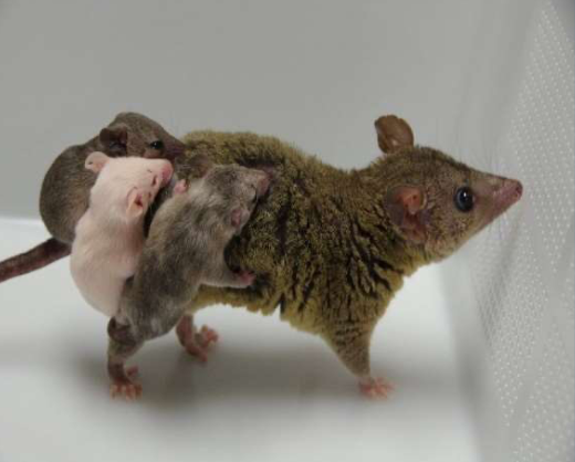 Image caption: Genetically engineered albino opossum pups Credits: Twitter@BDR_RIKEN