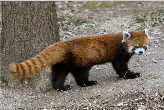 Red Panda at the Cincinnati Zoo Source: Greg Hume