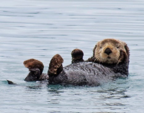 An Alaskan Sea Otter floats on its back in a fiord, looking directly at the camera. Image credits: Pixabay