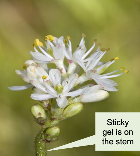 False Asphodel Image: Wikimedia Commons