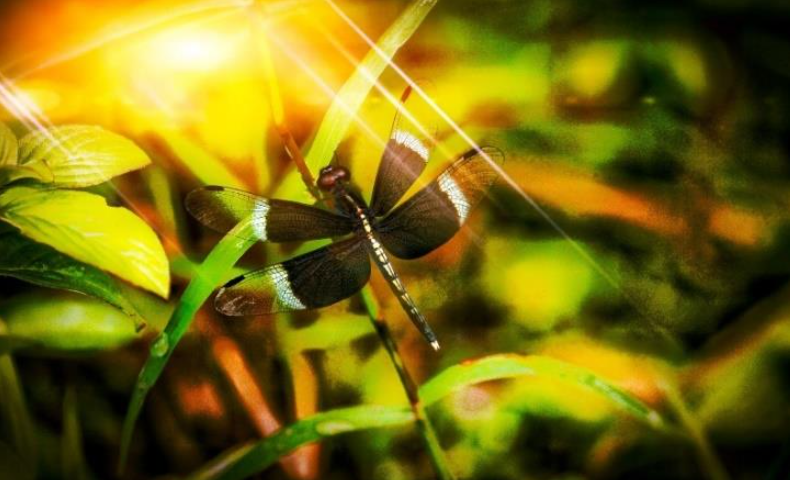 dragonfly. Image clicked by our reader Govinda Vikrram Simha