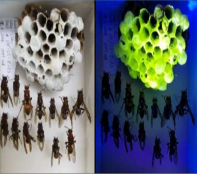 Left: A simple nest of wasps. Right: The wasp’s nest under UV rays. Image credits: Bernd Schollhorn and Serge breathier