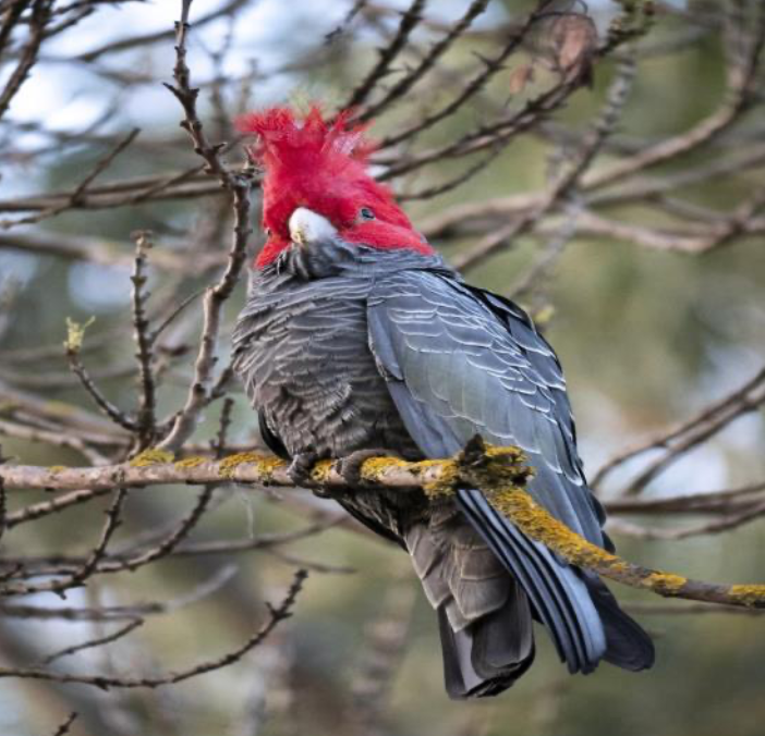 Gang-Gang Cockatoo Image Credit- Narly Brad, unsplash.com