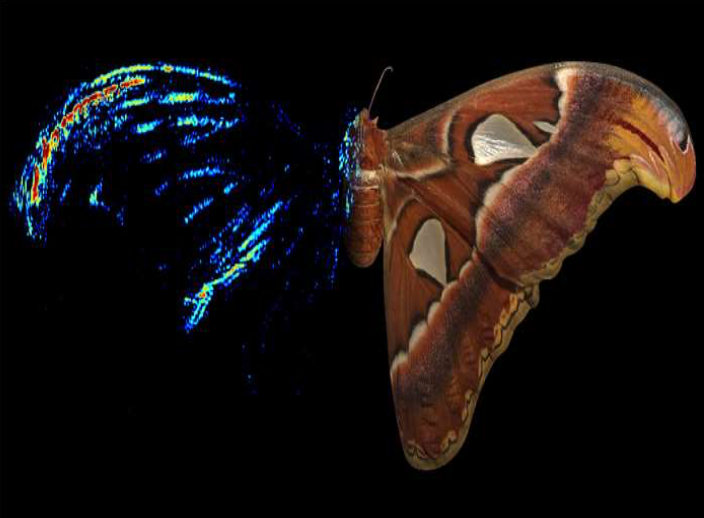 The Atlas moth forewing (right) & Acoustic tomography (left) the colour indicates the echo strength on DB scale and red indicates the highest Echo amplitude. Credits: Thomas Neil and M. Holderied