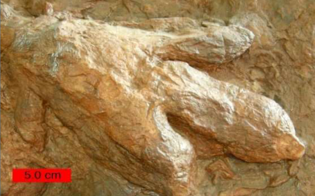 Dinosaur footprint (for representation) Credits: Wikipedia