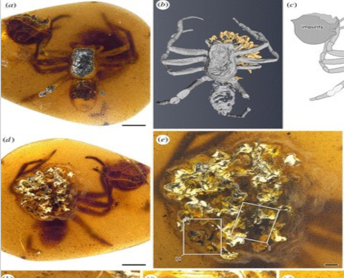 Lagonomegopid Spider And Egg Sac In Amber Image Credits: Xiangbo Guo et al./rspb.2021