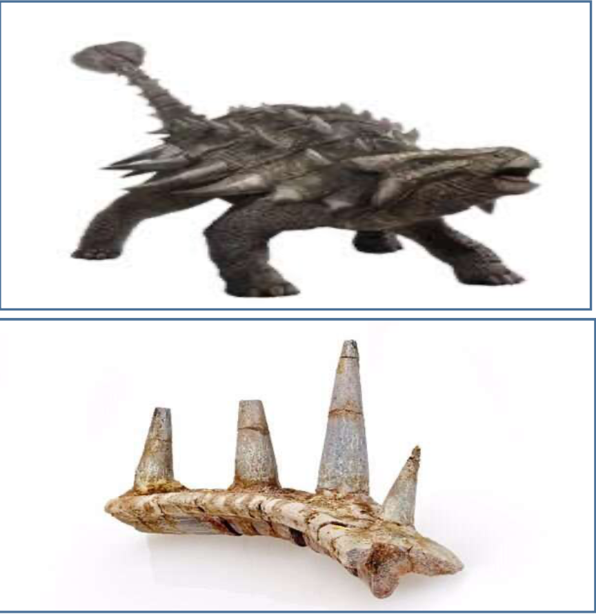 Image 1: Ankylosaur (Wikipedia) Image 2: Ankylosaur bone Credits: The Natural History Museum