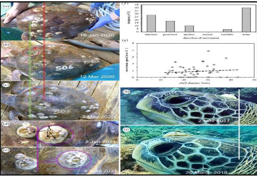 aptive sea turtles Credits: Benny K.K. Chan et.al/rspb 2021