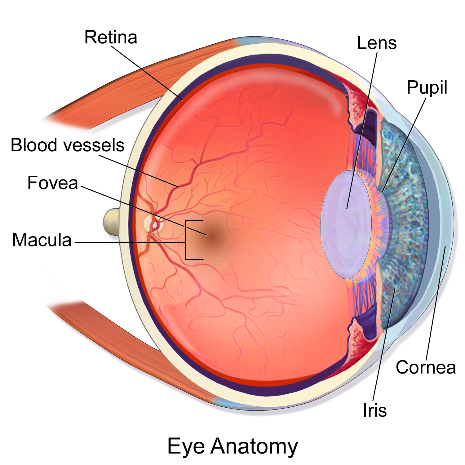 Blausen_EyeAnatomy_Wikimedia Commons