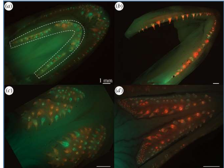 Fluorescent microscopic image of the teeth of lingcod Credits: Emily Carr/ University of Washington