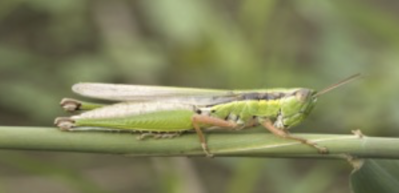 Migratory locust