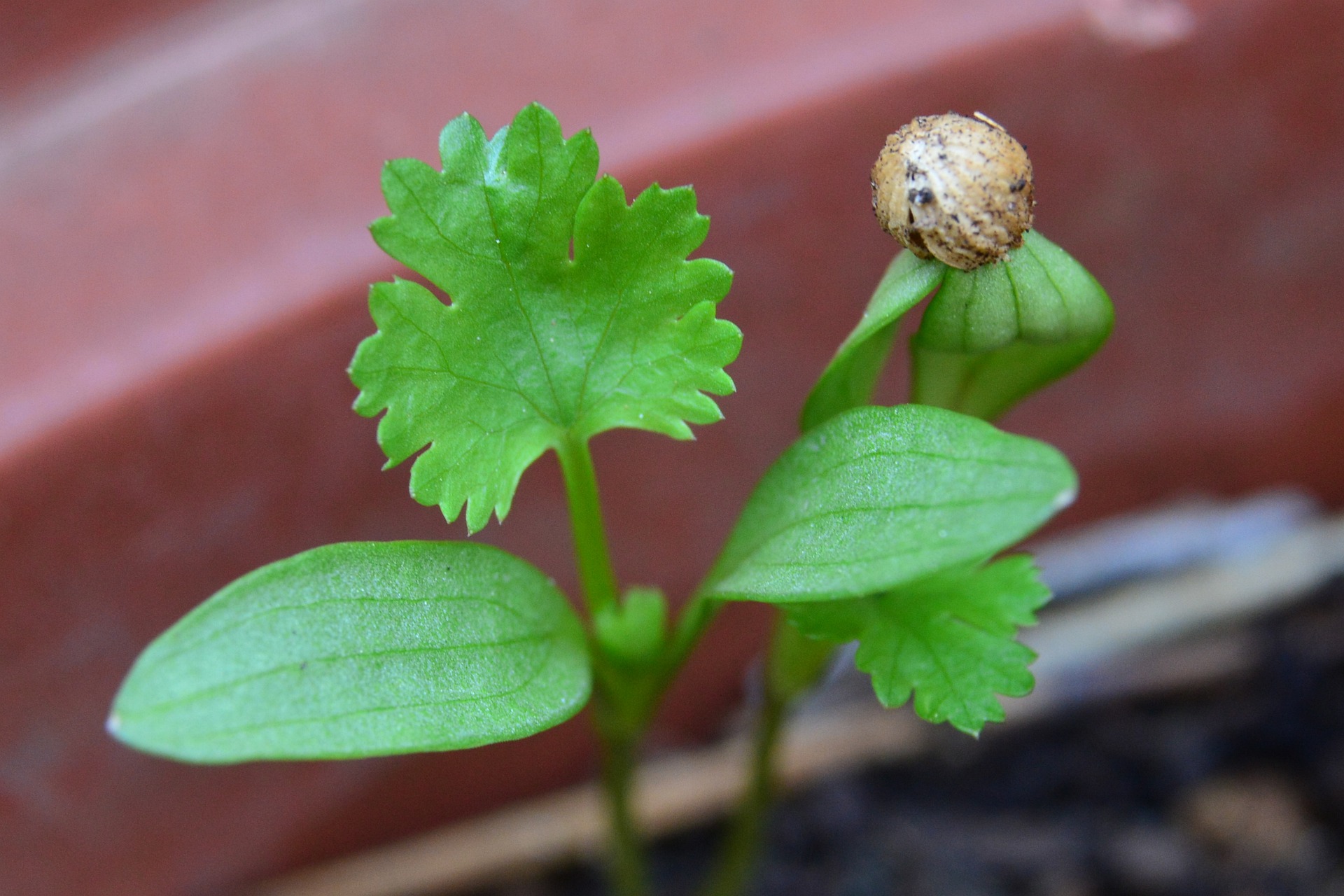 Coriander cotyledon and germinating