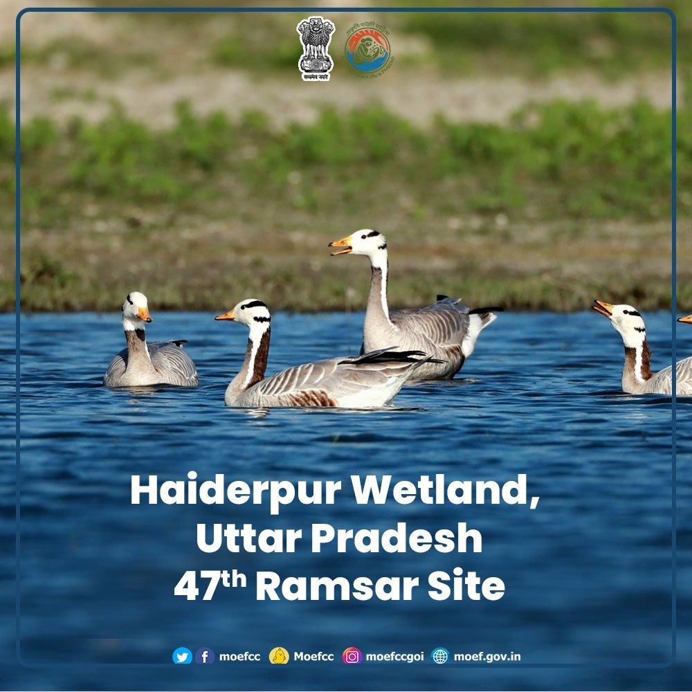 Bar Headed Geese at the Haiderpur Wetland, Uttar Pradesh