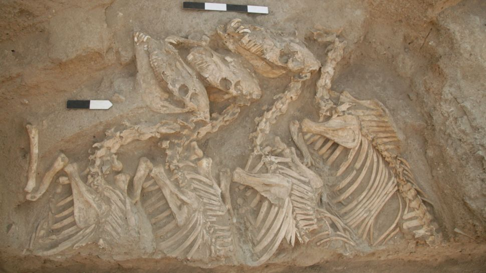 The Exacavated remains of the Kungas. Image Credit: Glenn Schwartz/John Hopkins University