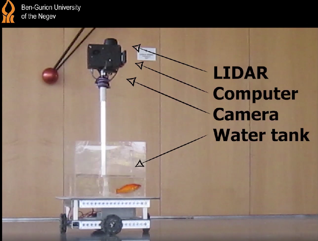 Goldfish Navigation Experiment at the Ben Gurion University Israel Image Credit: University