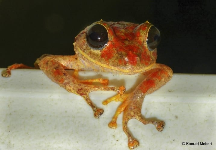 Frog named after Greta Thurnberg, Image Credit Konrad Mebert