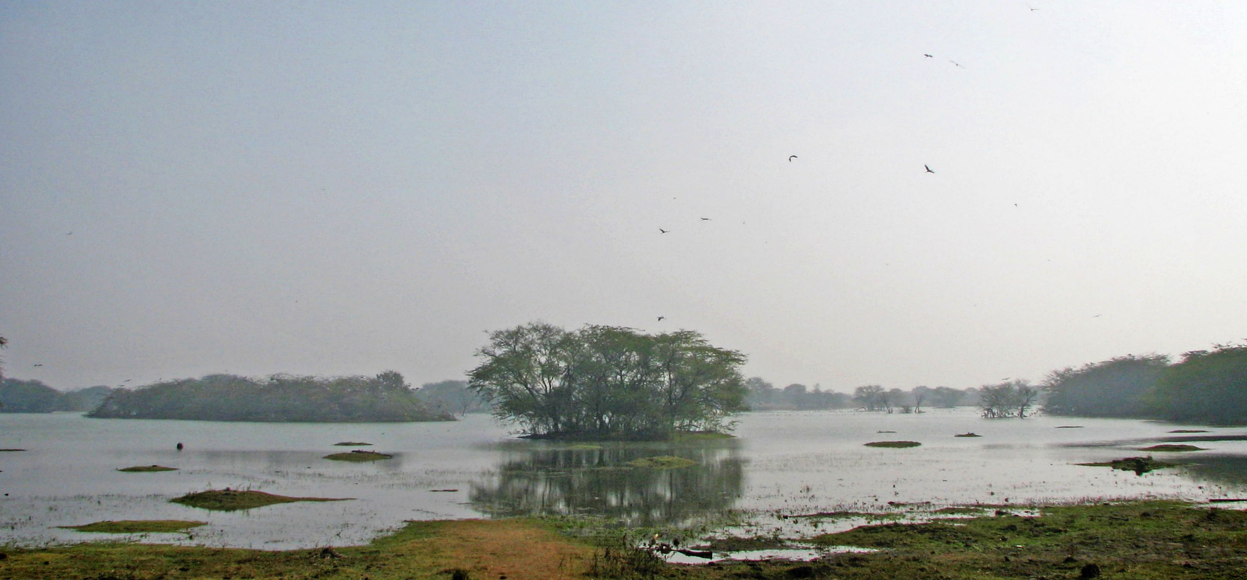 Sultanpur Bird Sanctuary is located at a distance of around 15 km from  Gurgaon. Also known as the birdwat… | Animal sanctuary, Elephant nature park,  India holidays