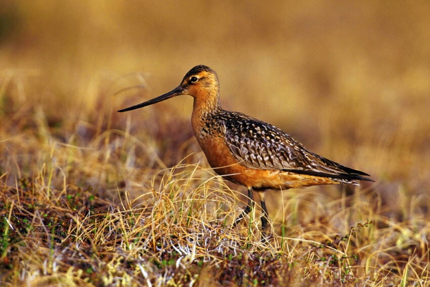 bar-tailed-godwit-bird-on-tundra-Steve Maslowski