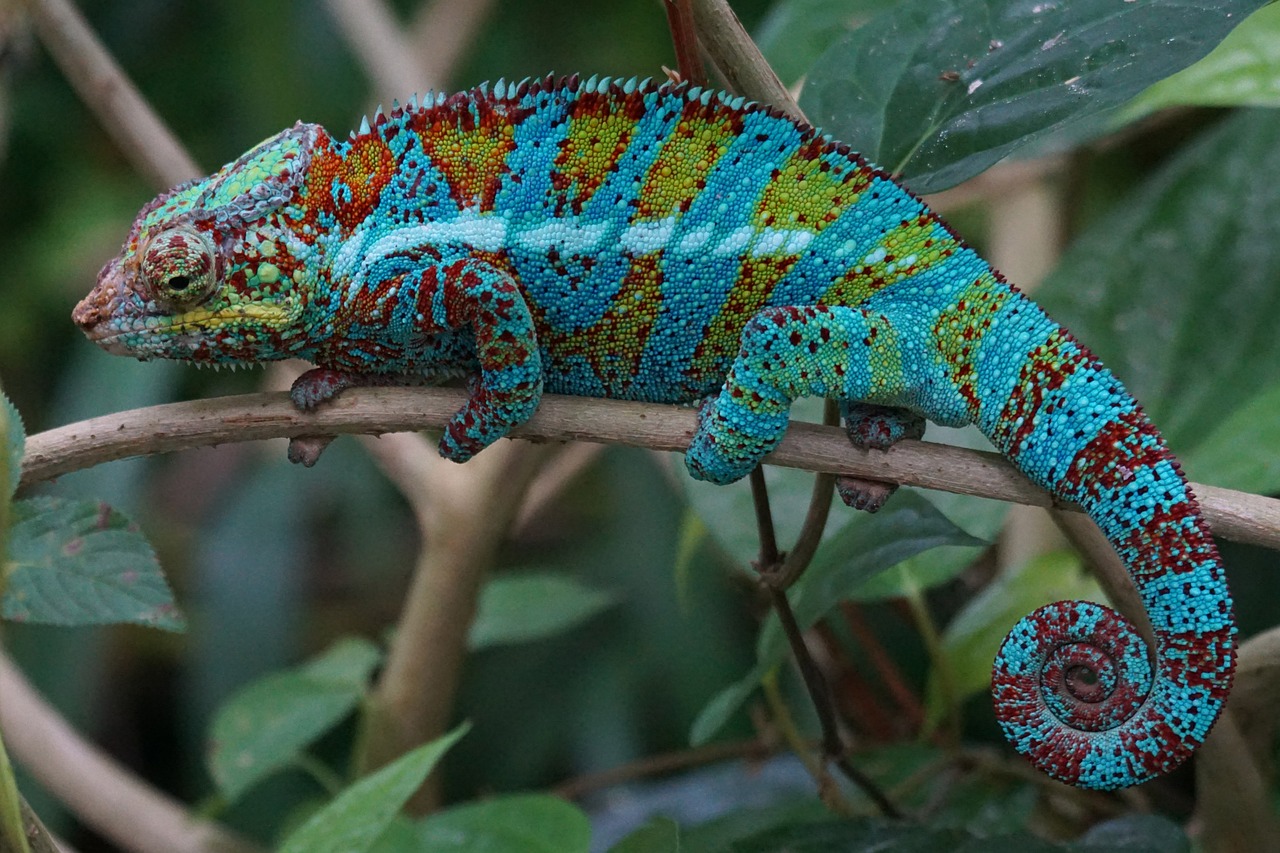 The secret to chameleon color change: Tiny crystals, Science