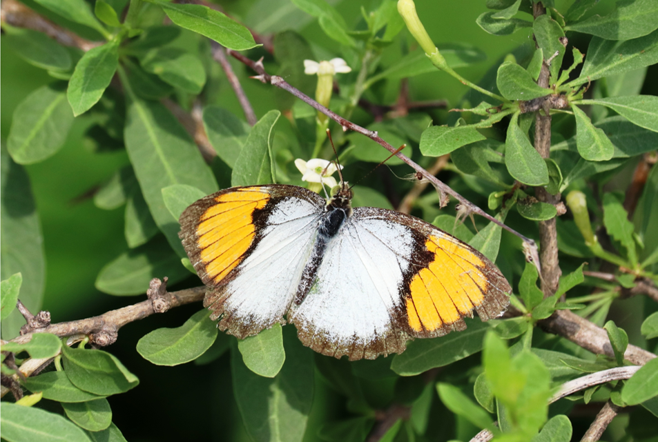 White-orange-tip-butterfly
