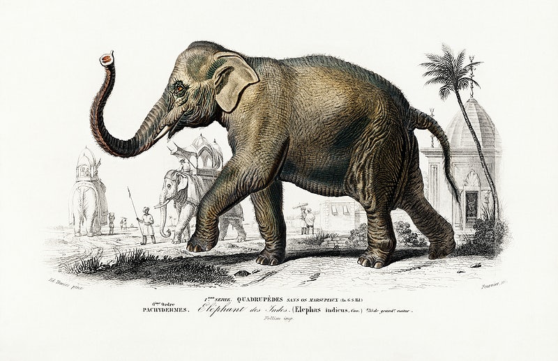 Elephant